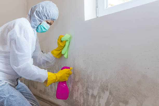 Best Attic Mold Removal  in Port Huron, MI